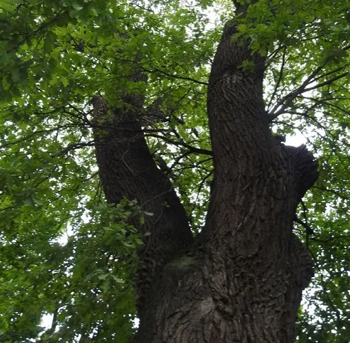 Защитим дуб-старожил: голосуем за дерево года в Уфе!